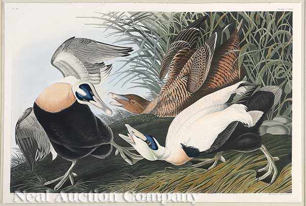 Appraisal: John James Audubon American - Eider Duck Plate hand-colored engraving