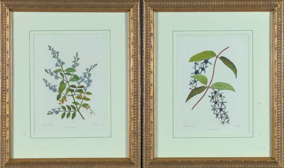 Appraisal: British School th Century Botanicals pair of chromolithographs featuring Petraea