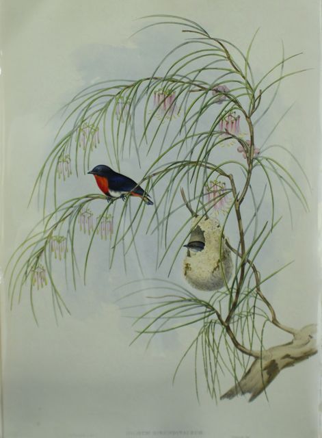 Appraisal: Swallow Dicaeum Dicaeum Hirundinaceum Lithograph by Elizabeth Gould