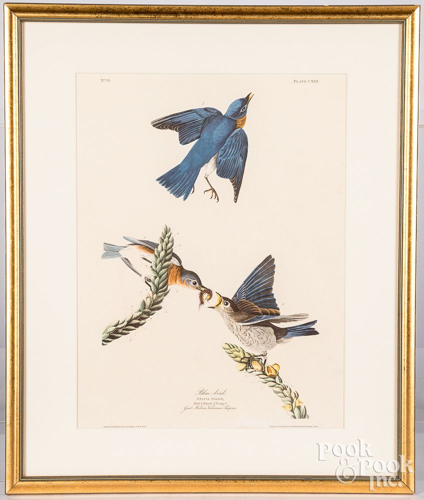 Appraisal: Two Audubon bird prints Two Audubon bird prints to include