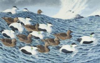 Appraisal: Charles Frederick Tunnicliffe - Flock of Male and Female Eider