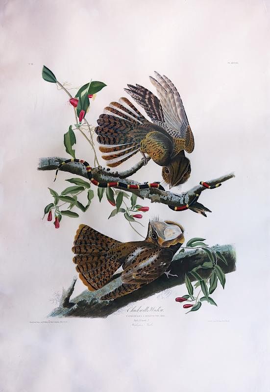 Appraisal: Audubon Aquatint Engraving Chuck-Will's Widow Chuck-Will's Widow Plate John James