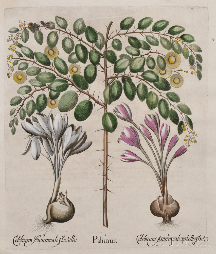 Appraisal: Besler Basilius - Paliurus et Colchicum Albo et Rubello from