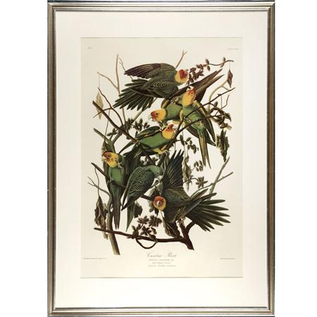 Appraisal: After John James Audubon CAROLINA PARROT Color reproduction from The