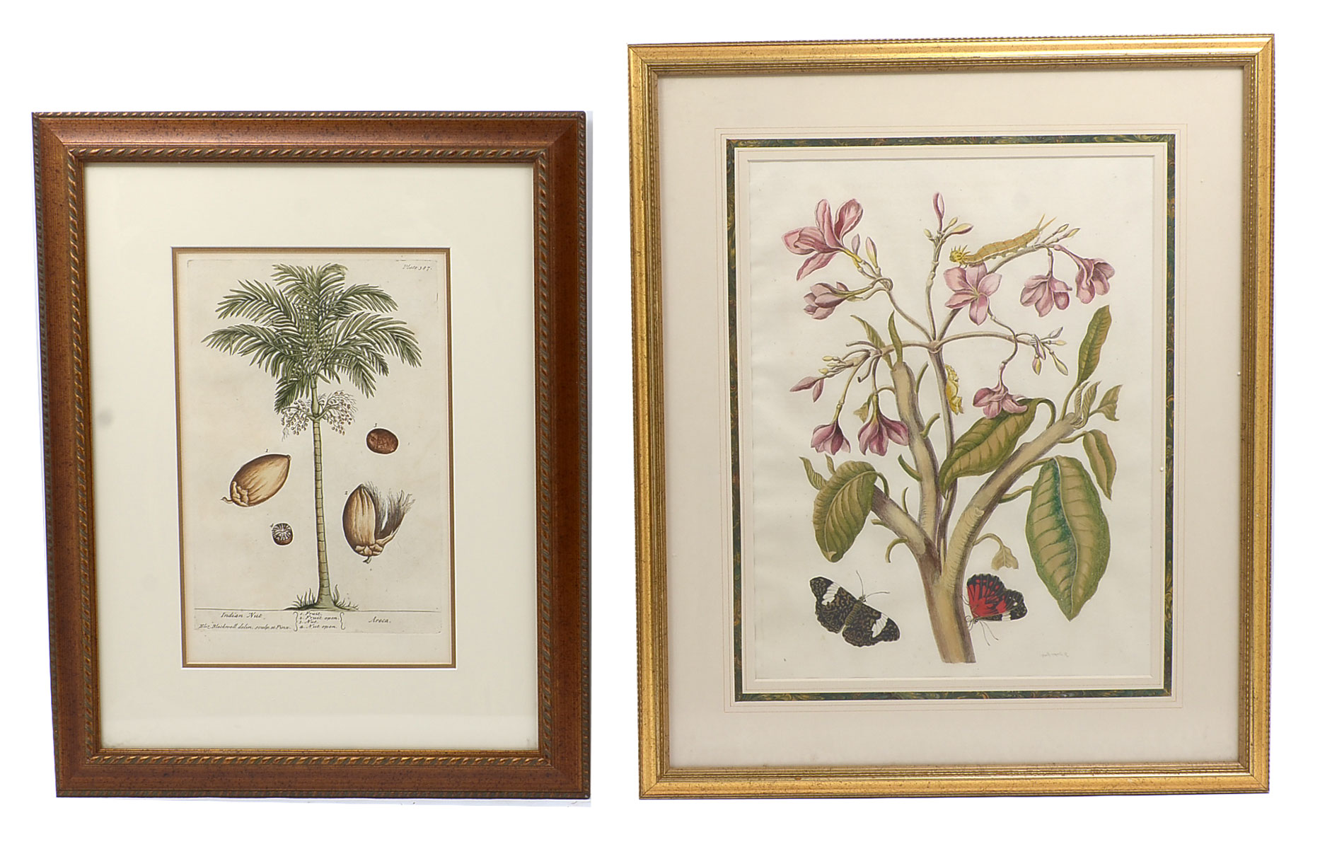 Appraisal: TWO EARLY BOTANICAL PRINTS Extremally rare Maria Merian ''Metamorphosis'' counter