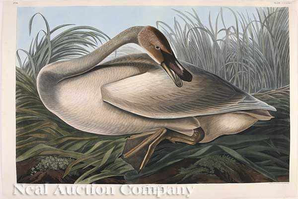 Appraisal: John James Audubon American - Trumpeter Swan Young Plate hand-colored