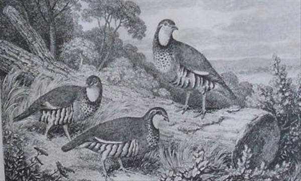 Appraisal: Ten assorted sporting engravings including those of pheasant and grouse