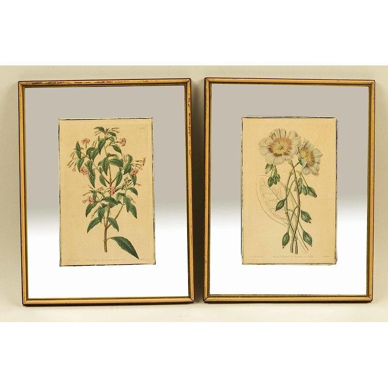 Appraisal: Two J Ridgeway Botanical Prints Two framed J Ridgeway th