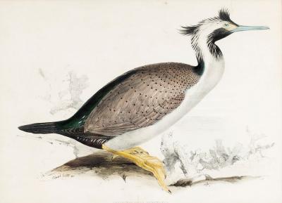 Appraisal: Edward Lear British - Phalacrocorax Punctatus Spotted Shag hand coloured