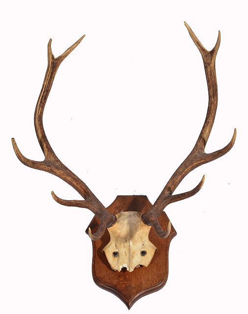 Appraisal: A PAIR OF MOUNTED STAG ANTLERS the ten point antlers