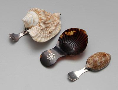 Appraisal: Shell tortoise caddy spoons conch type shell silver handle and