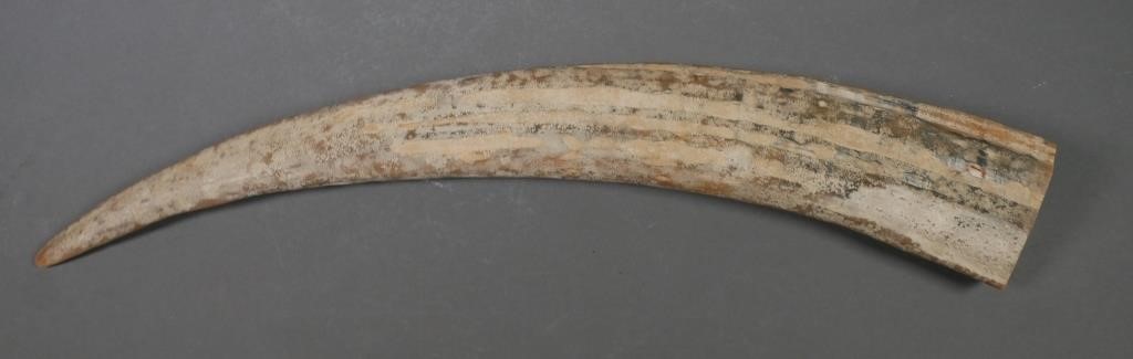 Appraisal: FOSSIL WALRUS IVORY TUSKFossilized walrus ivory tusk with variegated shades