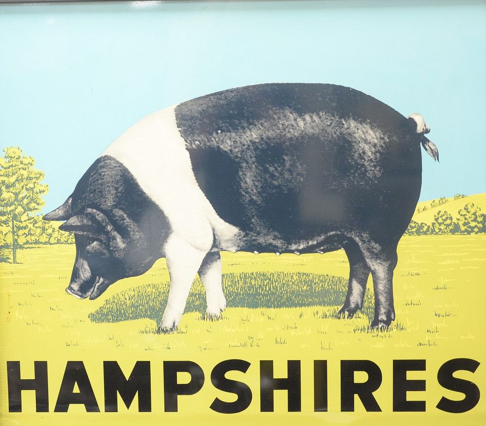 Appraisal: American Silk Screened Metal Hampshires Pig Sign circa height inches