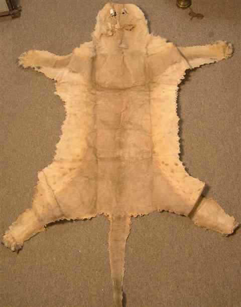 Appraisal: LION SKIN African lion skin