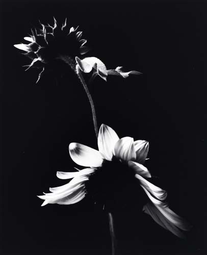 Appraisal: CAPONIGRO PAUL Sunflower Illustrated with reproductions of Caponigro's delicate photographs