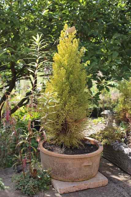 Appraisal: A SET OF FOUR TERRACOTTA CIRCULAR SHALLOW PLANTERS each approximately