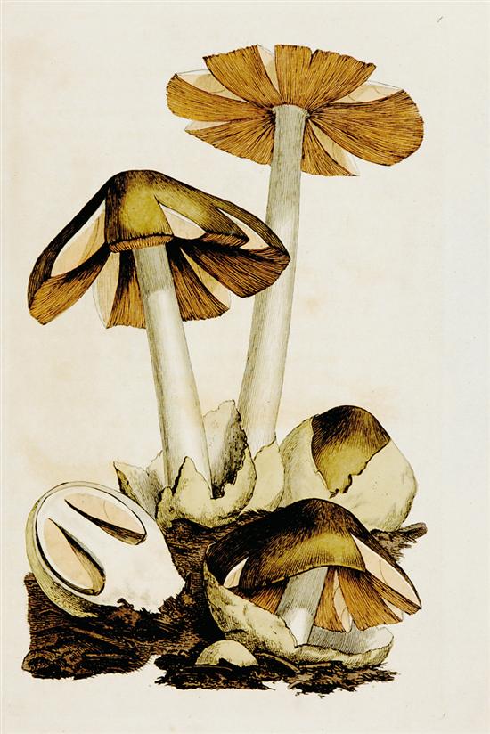 Appraisal: British school late th early th century FIVE WORKS MUSHROOMS