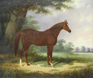 Appraisal: th C Oil on Canvas Portrait of an Arabia Horse