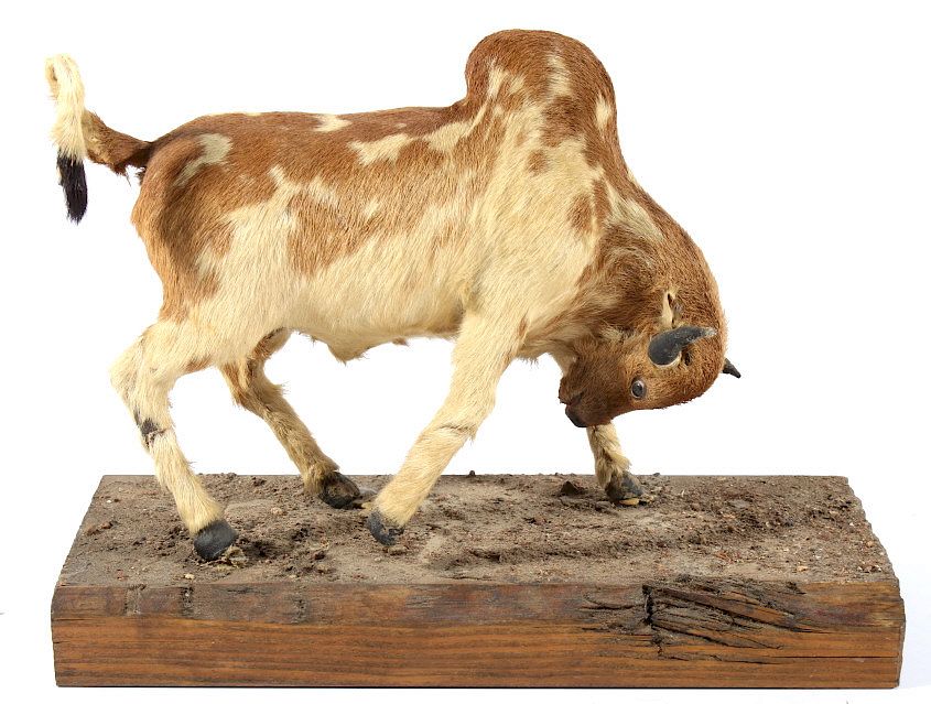 Appraisal: 's Calf Hide Brahma Bull Folk Art Available in this