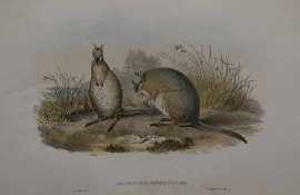 Appraisal: Gould John Halmaturus Derbianus Tamar Wallaby col lithograph plate mounted