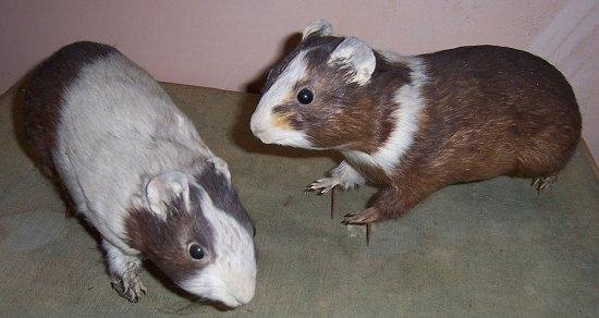 Appraisal: Two guinea pig specimens