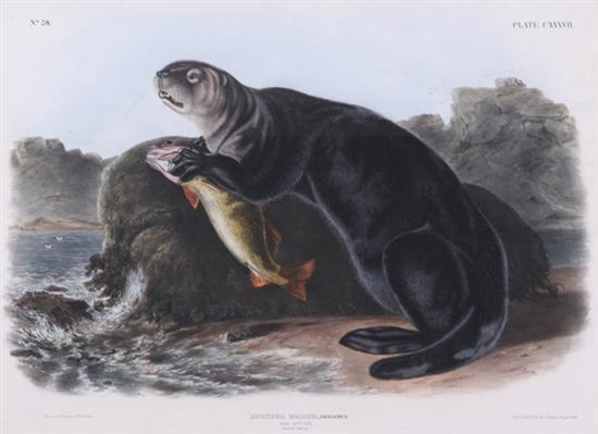 Appraisal: JOHN WOODHOUSE AUDUBON American - SEA OTTER YOUNG MALE Plate