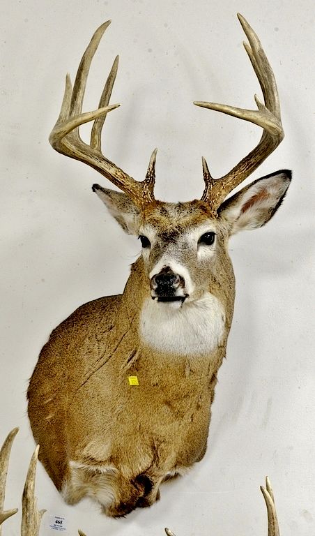 Appraisal: Whitetail deer buck taxidermy shoulder mount ten point large tines