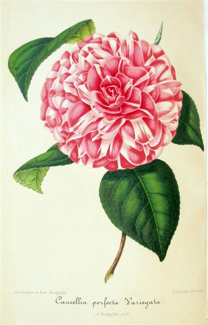 Appraisal: vol Nouvelle Iconographie des Camellias Gent - vols in to