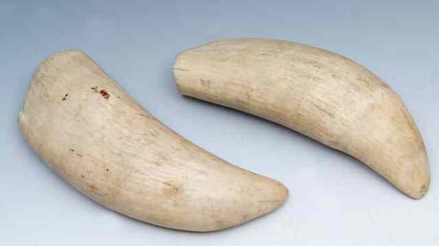 Appraisal: TWO SPERM WHALE TEETH sold with relevant licence