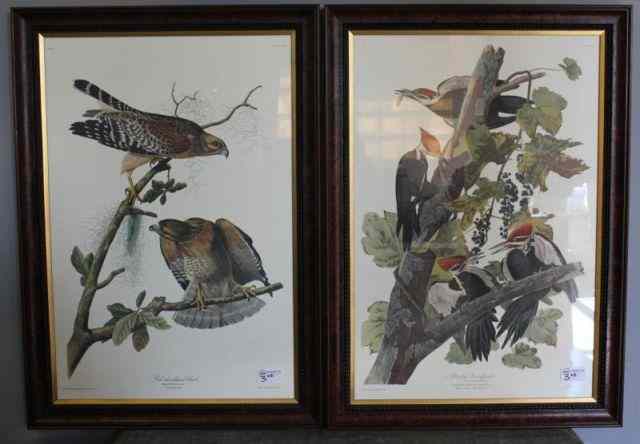 Appraisal: Pair of Limited Edition Audubon Bird Prints Red Shoulder Hawk