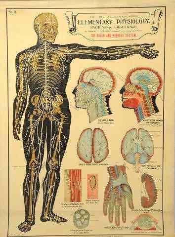 Appraisal: TWO GERMAN POSTERS one depicting the head and throat x