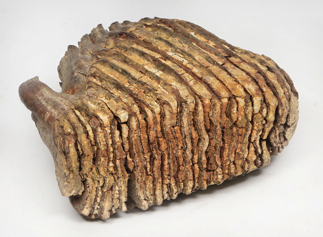 Appraisal: A FOSSILIZED MAMMOTHS TOOTH cm wide