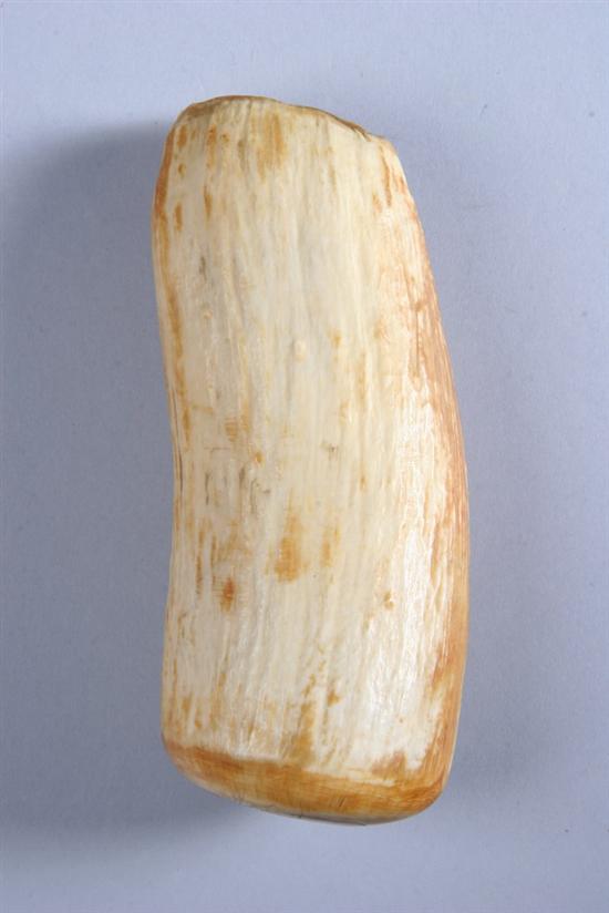 Appraisal: PLAIN UNPOLISHED WHALE'S TOOTH - in