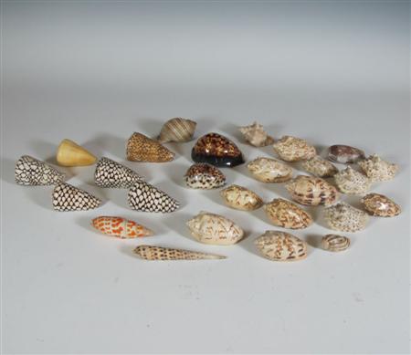 Appraisal: A collection of sea shells Collected in the late th