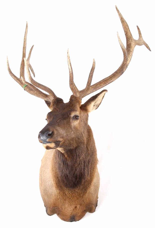 Appraisal: WY Rocky Mountain x Royal Elk Shoulder Mount For sale