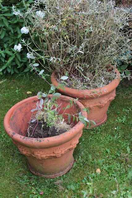 Appraisal: A PAIR OF WHICHFORD POTTERY TERRACOTTA FLOWER POTS with fruit