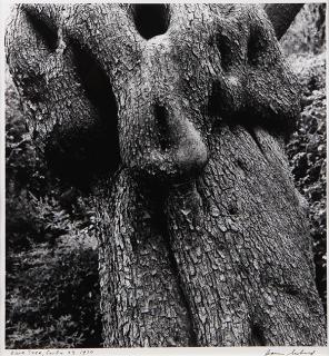 Appraisal: Photograph Aaron Siskind Aaron Siskind American - Olive Tree Corfu