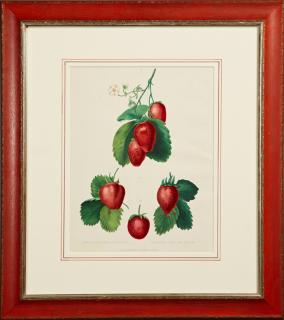 Appraisal: French Botanical Fraisier th c strawberry prints presented in a