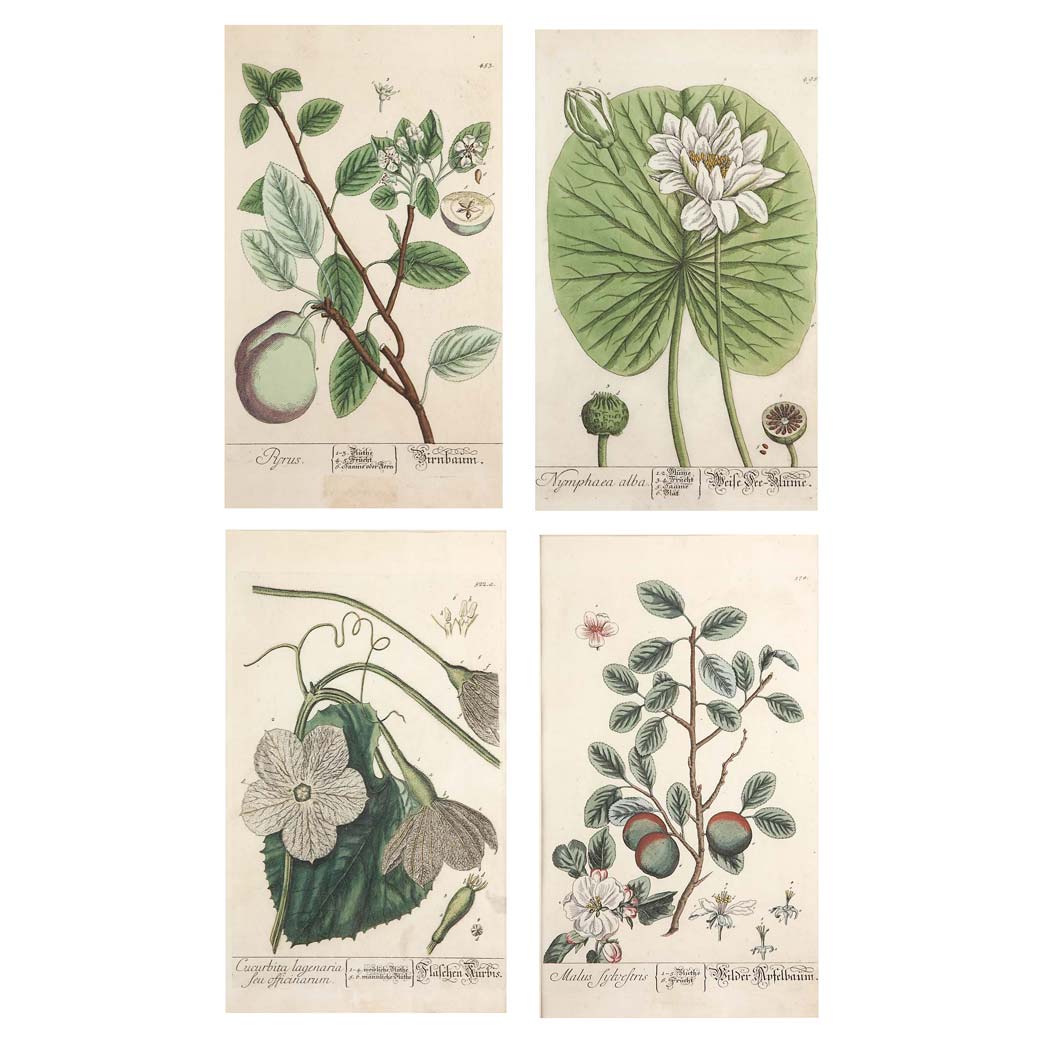 Appraisal: After Mrs Elizabeth Blackwell - PLANT STUDIES Four hand-colored engravings