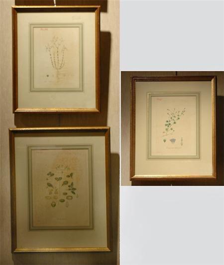 Appraisal: Artist Unknown PLANT STUDIES Three hand-colored engravings Estimate -