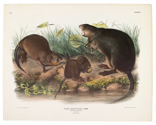 Appraisal: ANIMALS Audubon John James Musk-Rat Musquash Plate XIII Hand-colored lithographed