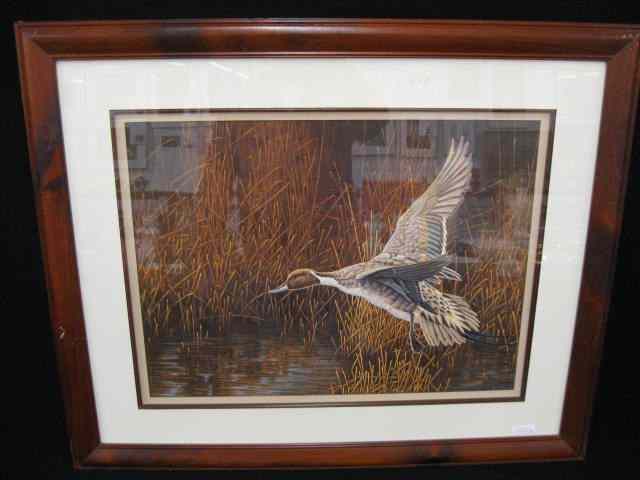 Appraisal: Christopher Forrest Lithograph mallard in flight image area '' x