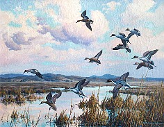 Appraisal: Harry Curieux Adamson Pintails Arrivingoil on canvas x in