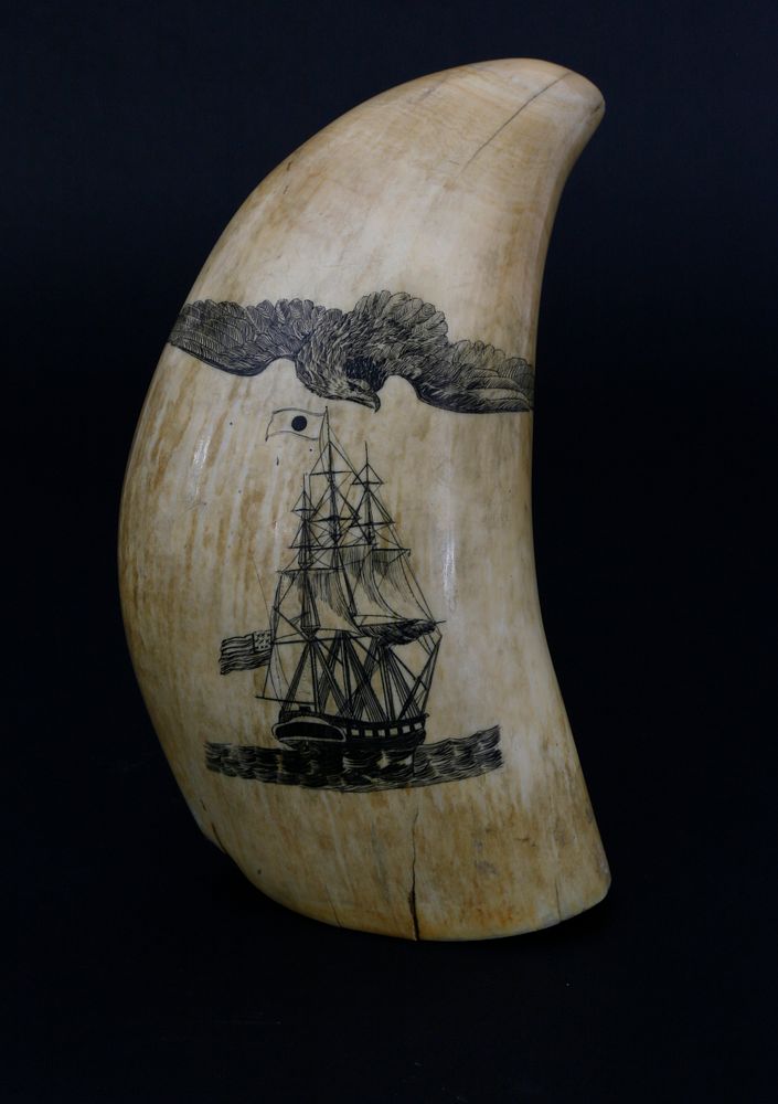 Appraisal: American Scrimshaw Sperm Whale Tooth circa American Scrimshaw Sperm Whale