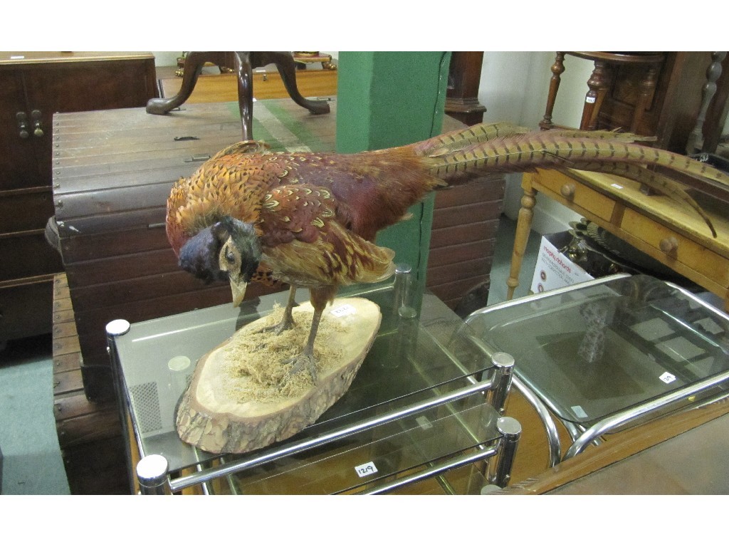 Appraisal: Taxidermy pheasant grouse on a wooden stand