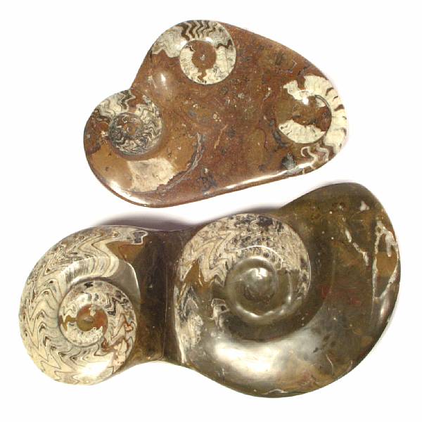 Appraisal: Three Ammonite Fossils Polished as tabletop sculptures length of longest