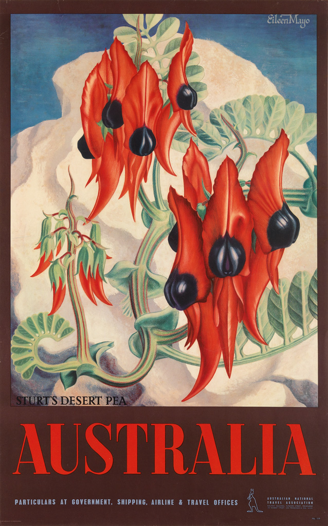 Appraisal: EILEEN MAYO - AUSTRALIA STURT'S DESERT PEA x inches x