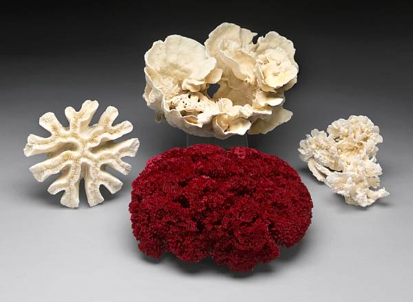 Appraisal: Coral Collection Collection comprises of thirteen distinct coral species from