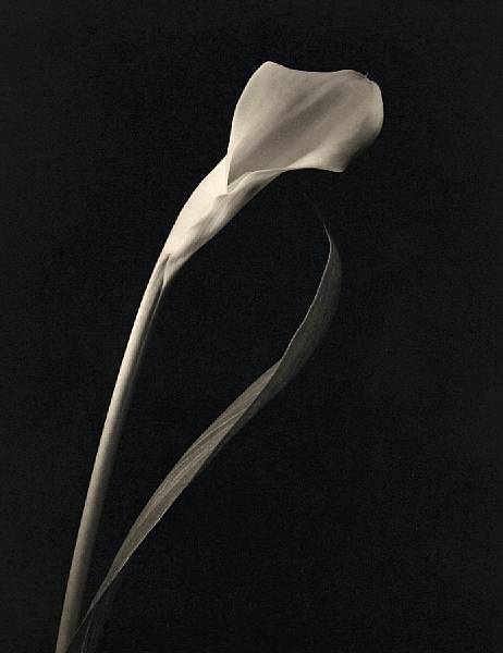 Appraisal: Kenro Izu Japanese American born Still Life Platinum-palladium print printed