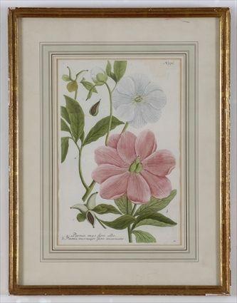 Appraisal: LILIUM CORONA IMPERIALIS AND PAEONIA Two hand-colored book plates x